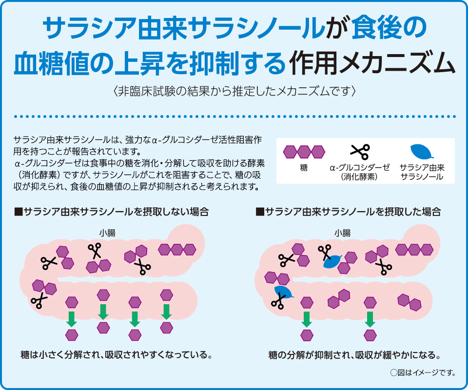 サラシア由来サラシノールが食後の血糖値の上昇を抑制する作用メカニズム